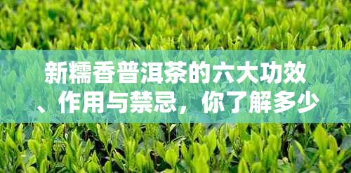 新糯香普洱茶的六大功效、作用与禁忌，你了解多少？