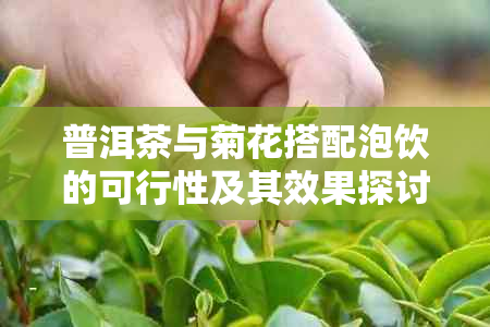 普洱茶与菊花搭配泡饮的可行性及其效果探讨：一次全面的解答