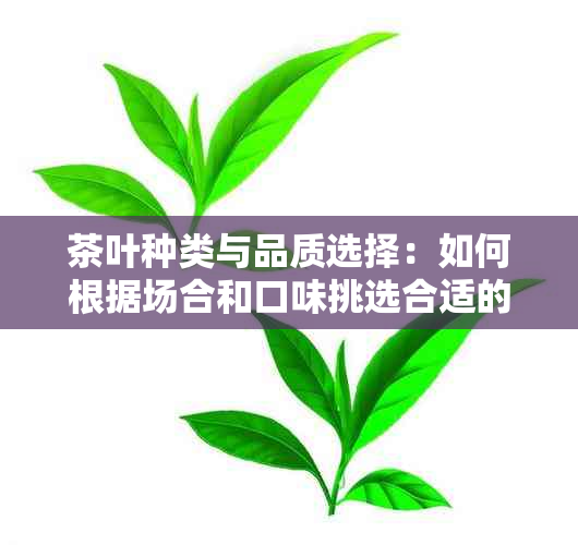 茶叶种类与品质选择：如何根据场合和口味挑选合适的茶叶？