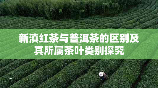 新滇红茶与普洱茶的区别及其所属茶叶类别探究