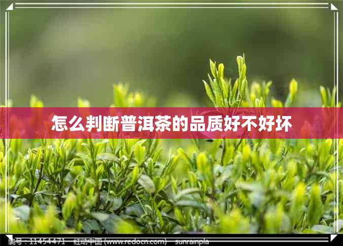 怎么判断普洱茶的品质好不好坏