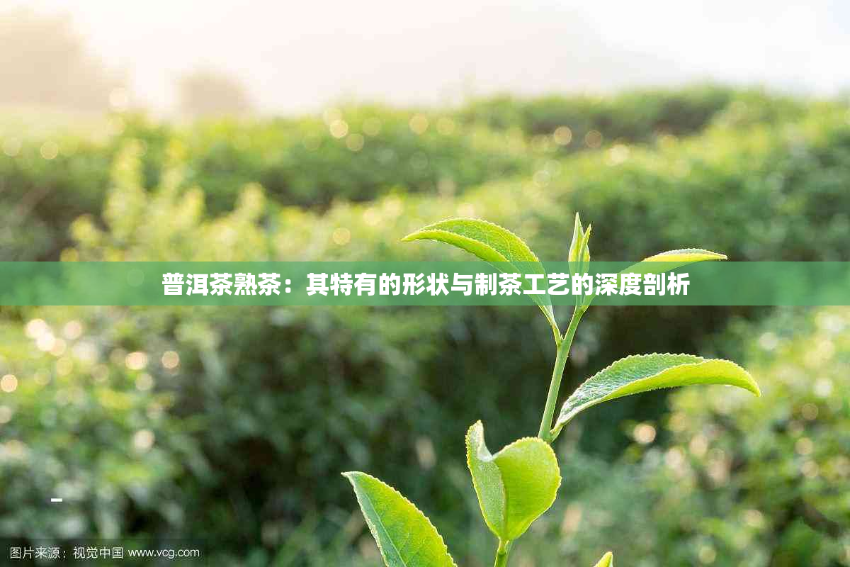 普洱茶熟茶：其特有的形状与制茶工艺的深度剖析