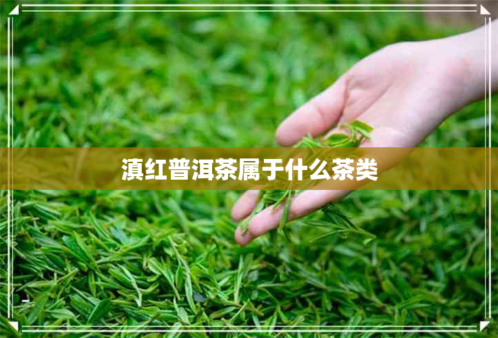 滇红普洱茶属于什么茶类