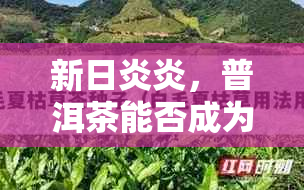 新日炎炎，普洱茶能否成为消暑神器？