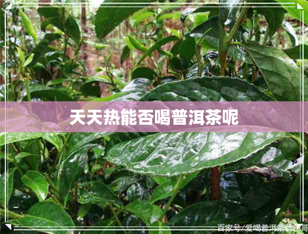 天天热能否喝普洱茶呢