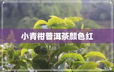 小青柑普洱茶颜色红