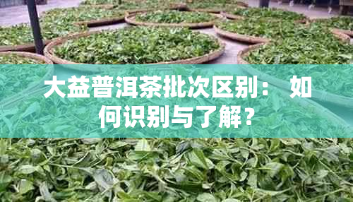 大益普洱茶批次区别： 如何识别与了解？