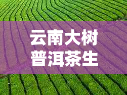 云南大树普洱茶生茶：名山古树纯料，醇厚回，经典熟茶与新生代的完美结合