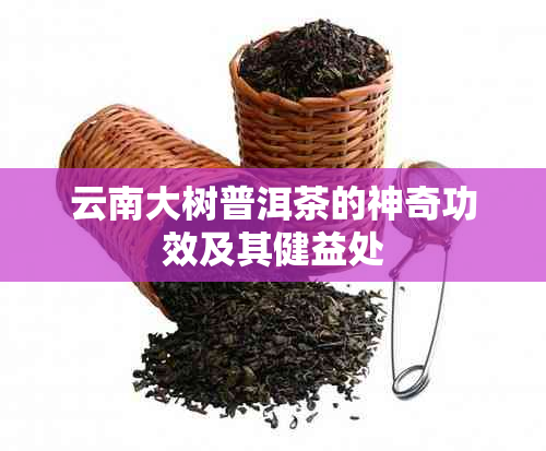 云南大树普洱茶的神奇功效及其健益处