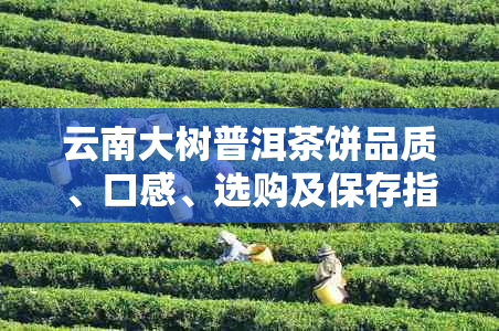 云南大树普洱茶饼品质、口感、选购及保存指南 - 为你揭开这款茶叶的奥秘