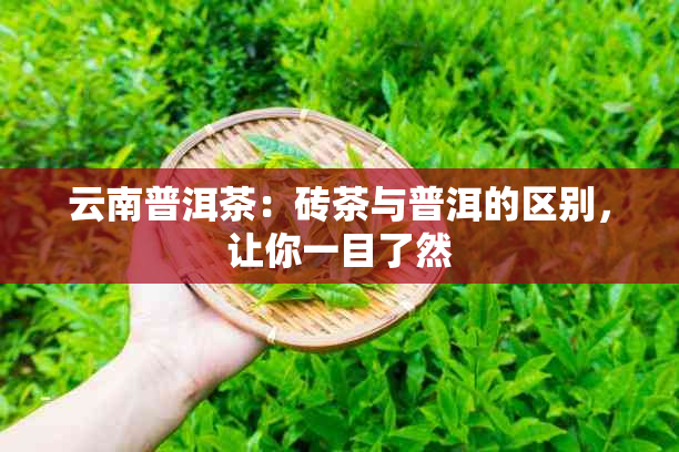 云南普洱茶：砖茶与普洱的区别，让你一目了然