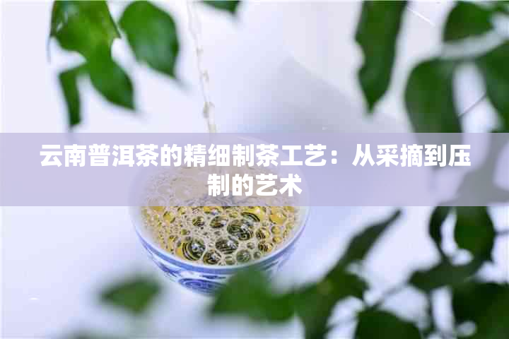 云南普洱茶的精细制茶工艺：从采摘到压制的艺术