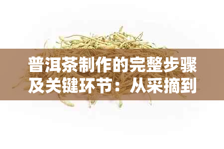 普洱茶制作的完整步骤及关键环节：从采摘到成品的全面解析