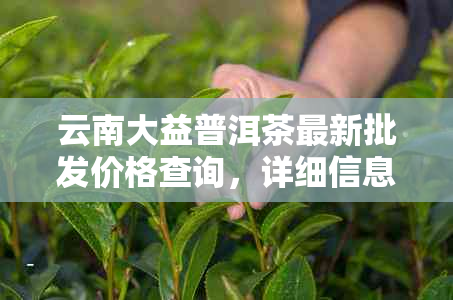 云南大益普洱茶最新批发价格查询，详细信息及本地旗舰店地址一览