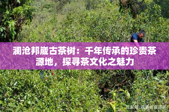 澜沧邦崴古茶树：千年传承的珍贵茶源地，探寻茶文化之魅力