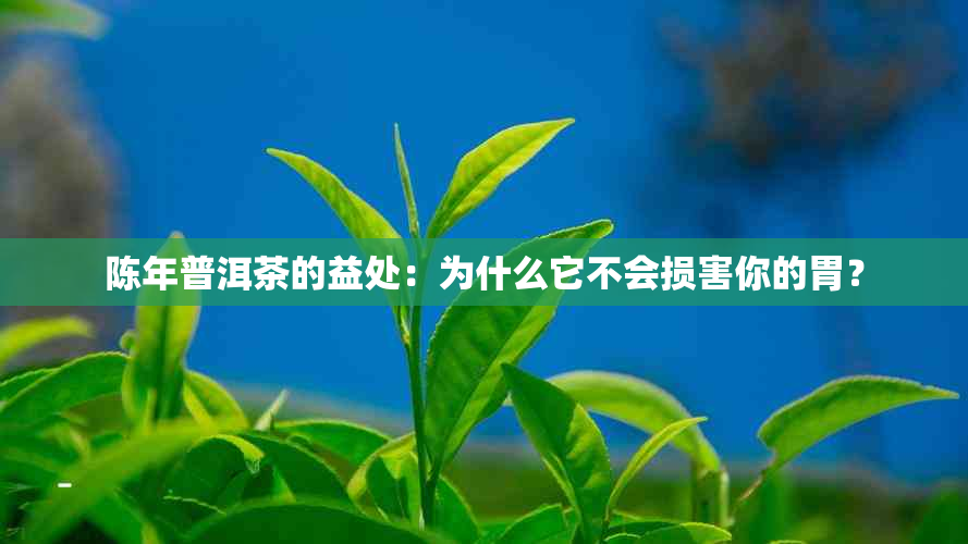 陈年普洱茶的益处：为什么它不会损害你的胃？