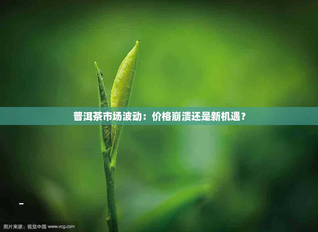 普洱茶市场波动：价格崩溃还是新机遇？