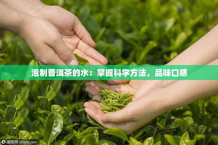 泡制普洱茶的水：掌握科学方法，品味口感