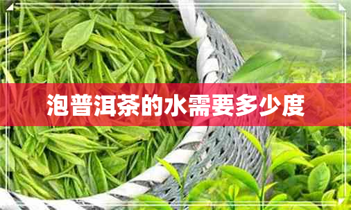 泡普洱茶的水需要多少度