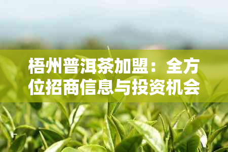 梧州普洱茶加盟：全方位招商信息与投资机会详述