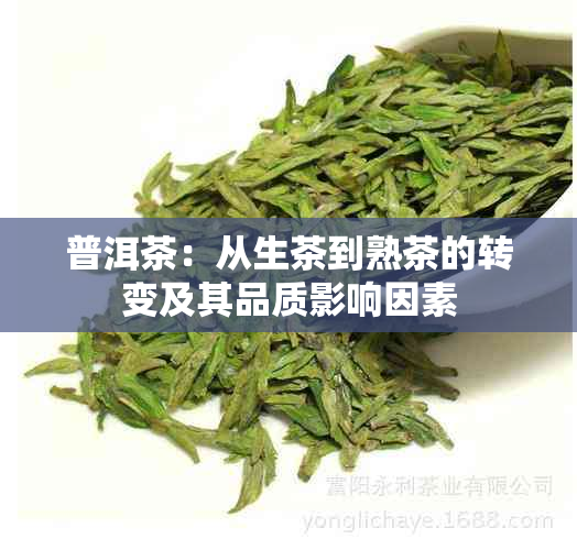 普洱茶：从生茶到熟茶的转变及其品质影响因素