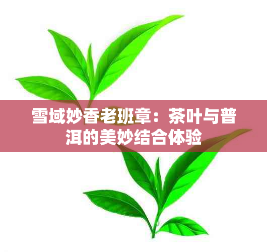 雪域妙香老班章：茶叶与普洱的美妙结合体验