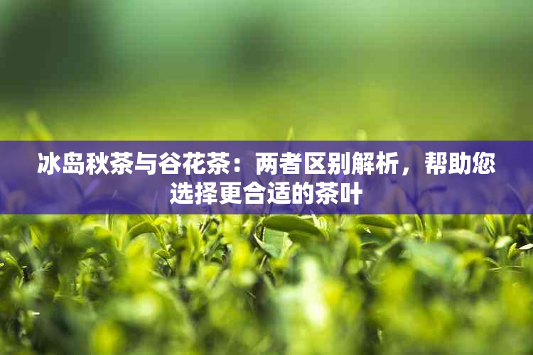 冰岛秋茶与谷花茶：两者区别解析，帮助您选择更合适的茶叶