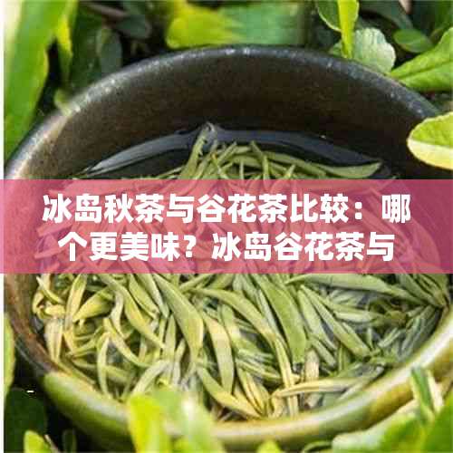 冰岛秋茶与谷花茶比较：哪个更美味？冰岛谷花茶与春茶口感差异及特点解析