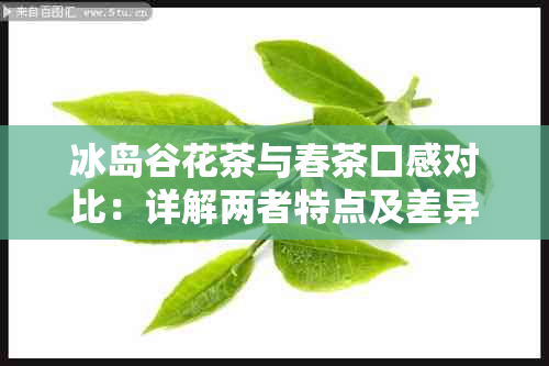 冰岛谷花茶与春茶口感对比：详解两者特点及差异，助您选择更合适的茶叶