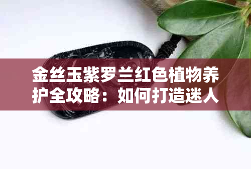 金丝玉紫罗兰红色植物养护全攻略：如何打造迷人多肉景观