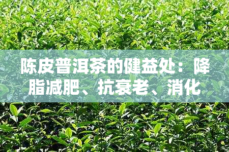 陈皮普洱茶的健益处：降脂减肥、抗衰老、消化助益及提升免疫力的综合研究