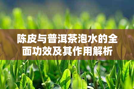 陈皮与普洱茶泡水的全面功效及其作用解析