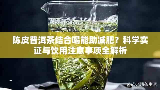 陈皮普洱茶结合喝能助减肥？科学实证与饮用注意事项全解析