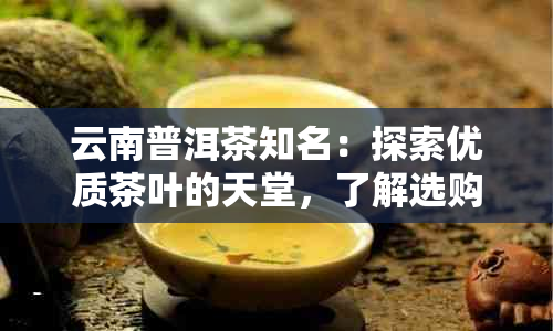 云南普洱茶知名：探索优质茶叶的天堂，了解选购与品鉴技巧