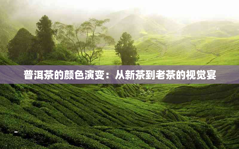 普洱茶的颜色演变：从新茶到老茶的视觉宴