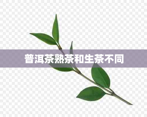 普洱茶熟茶和生茶不同