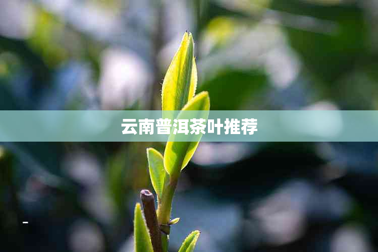 云南普洱茶叶推荐