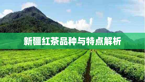 新疆红茶品种与特点解析