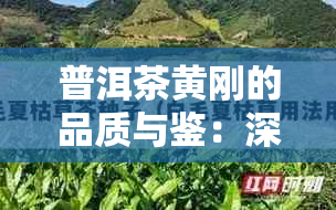 普洱茶黄刚的品质与鉴：深入了解其特点与价值