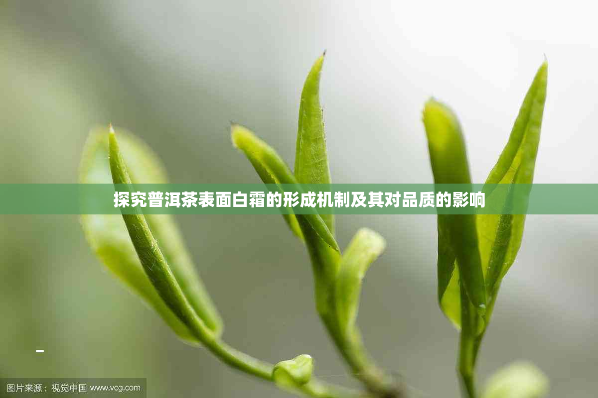 探究普洱茶表面白霜的形成机制及其对品质的影响