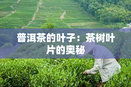 普洱茶的叶子：茶树叶片的奥秘