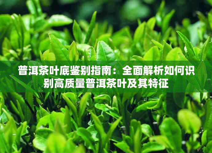 普洱茶叶底鉴别指南：全面解析如何识别高质量普洱茶叶及其特征