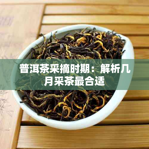 普洱茶采摘时期：解析几月采茶最合适