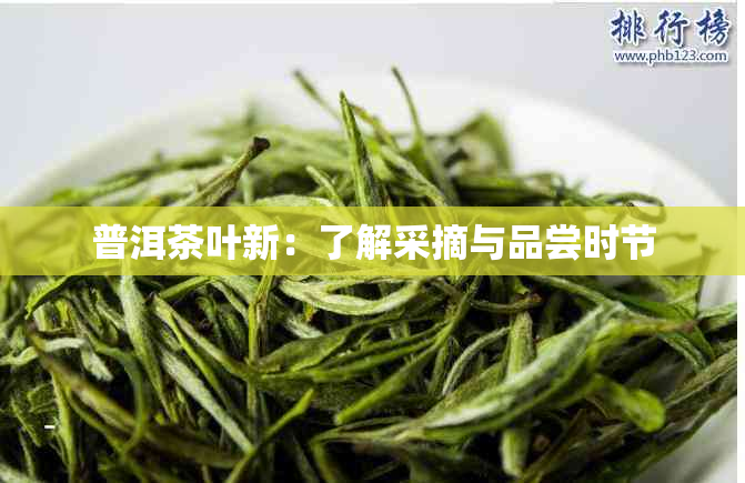 普洱茶叶新：了解采摘与品尝时节