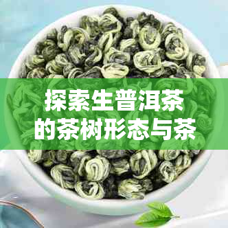 探索生普洱茶的茶树形态与茶叶特征