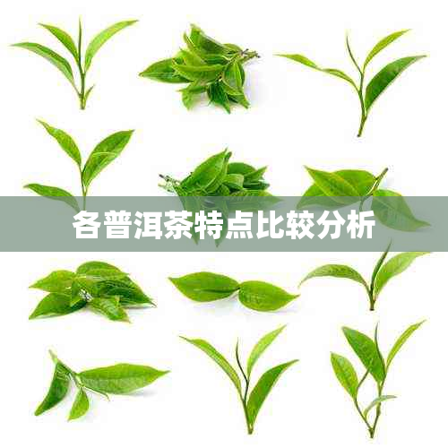 各普洱茶特点比较分析