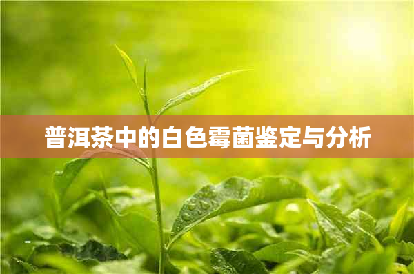 普洱茶中的白色霉菌鉴定与分析