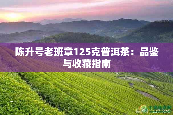 陈升号老班章125克普洱茶：品鉴与收藏指南