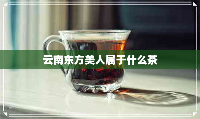 云南东方美人属于什么茶