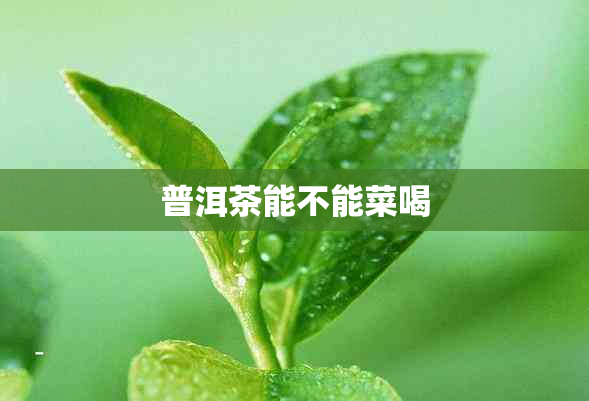 普洱茶能不能菜喝